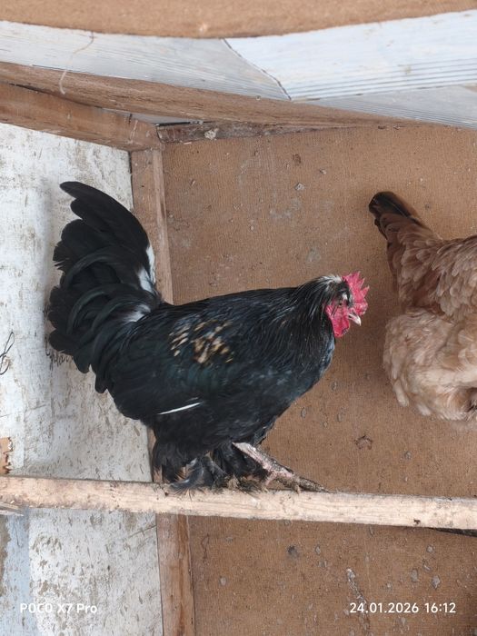 Йапон кораз сатылады