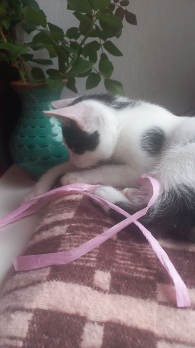 Котёнок мальчик ( очень игривый и ласковый)