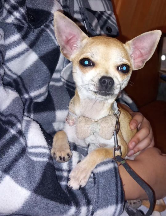 Куче чихуахуа женско