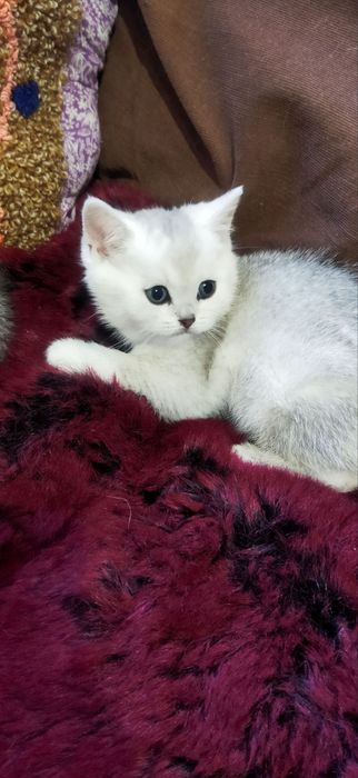 Серебряная шиншилла котенок