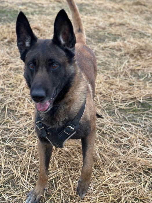 Mascul Ciobănesc Belgian Malinois