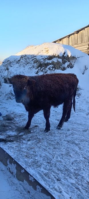 Продам быка подсосный