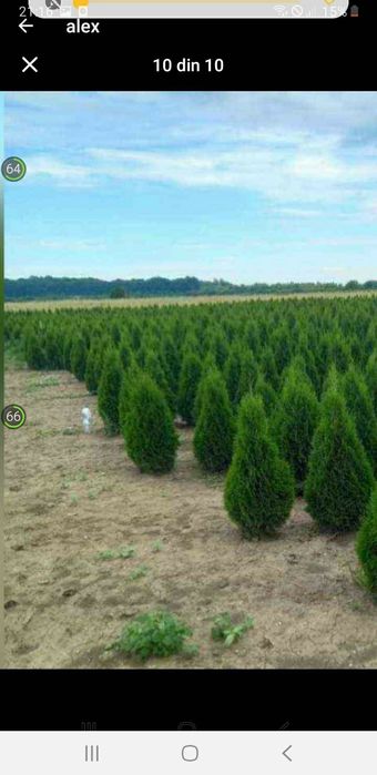 vând plante ornametale