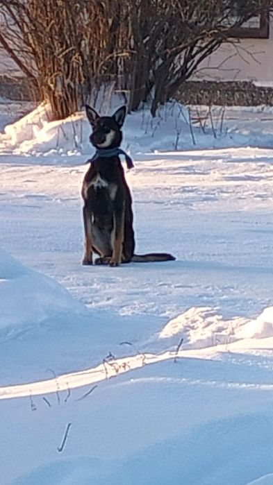 Собака потерялась, чья?