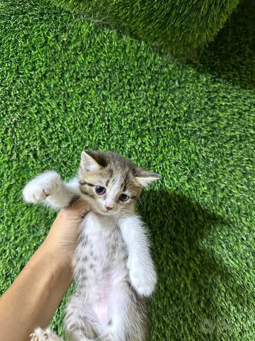 3 ta mushukcha bepul beriladi