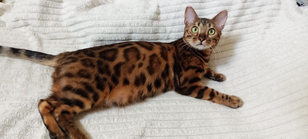 Продам бенгальскую кошечку