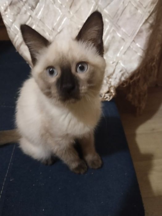 Девочка 2,5 месяцев