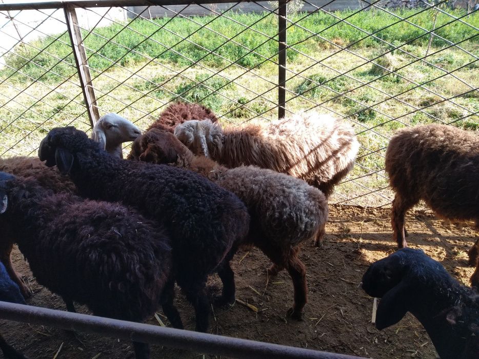 Турли базм ва маросимлар учун кучкорлар