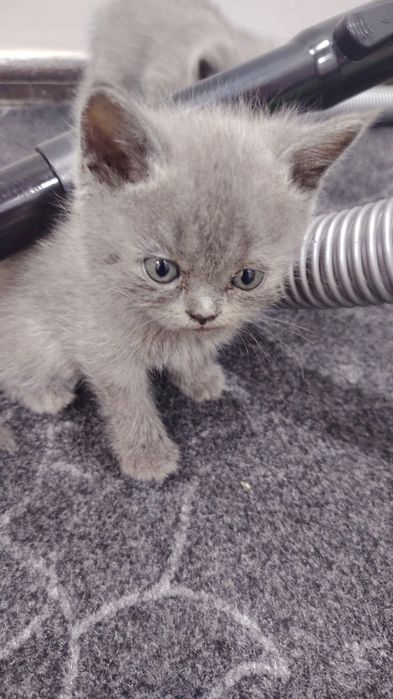 Британский кошка