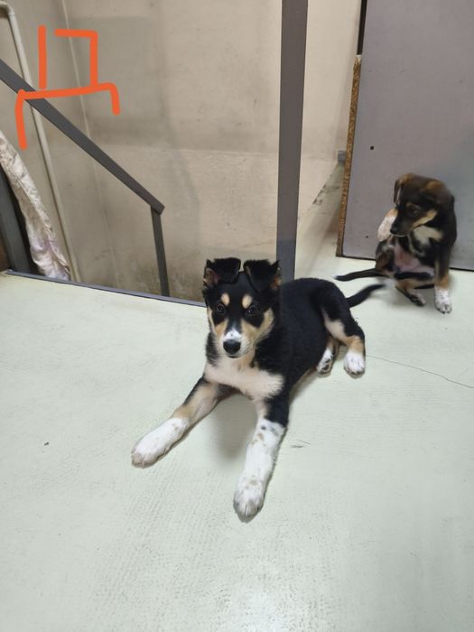 Бесплатно отдам щенка