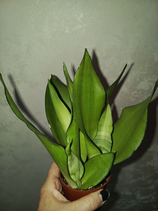 Продам сансевиерию