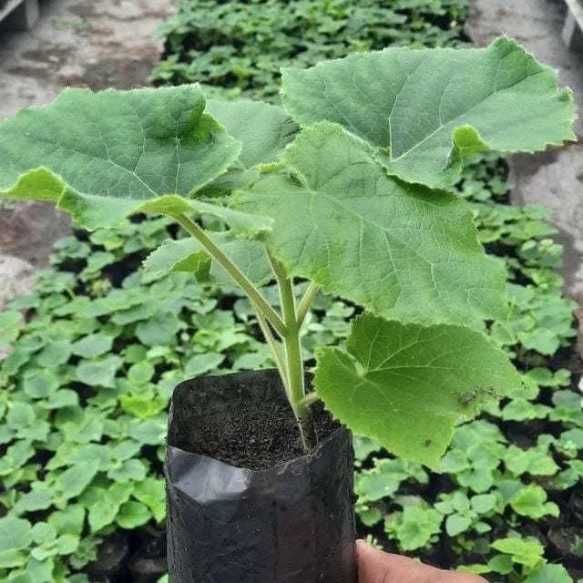 Павловния нихоллари Шанг Тонг