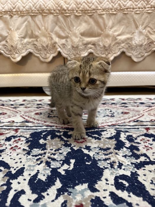Шотландский котенок