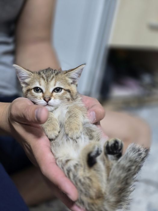 Британский котёнок продаётся