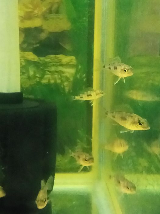 Цихлида Отофаринкс Зимбабве рок