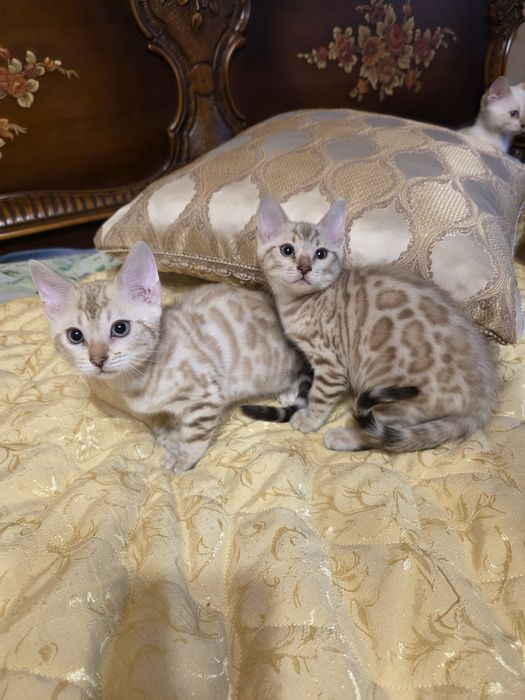 Бенгалски котета