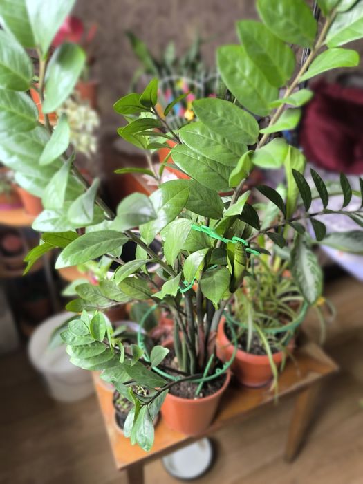 Продам замиокулькас.