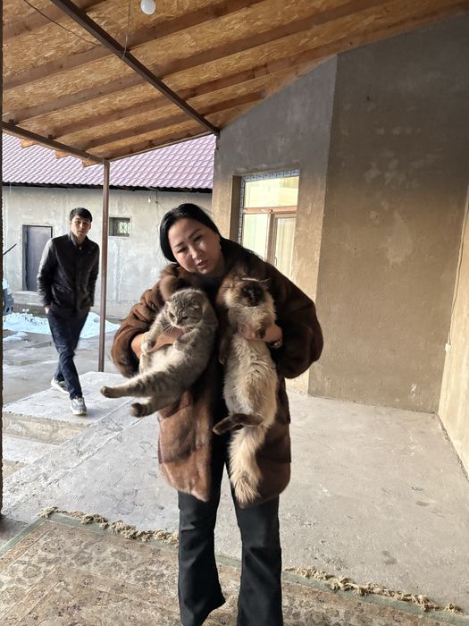 Несушка корал и уайт