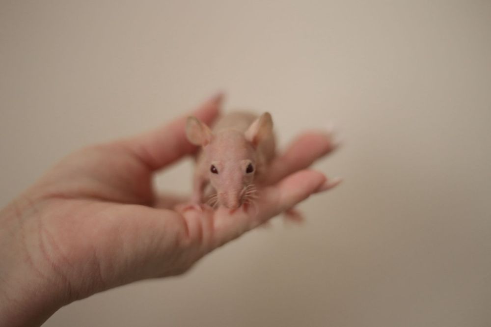 Малышь сфинкс мальчик крыс