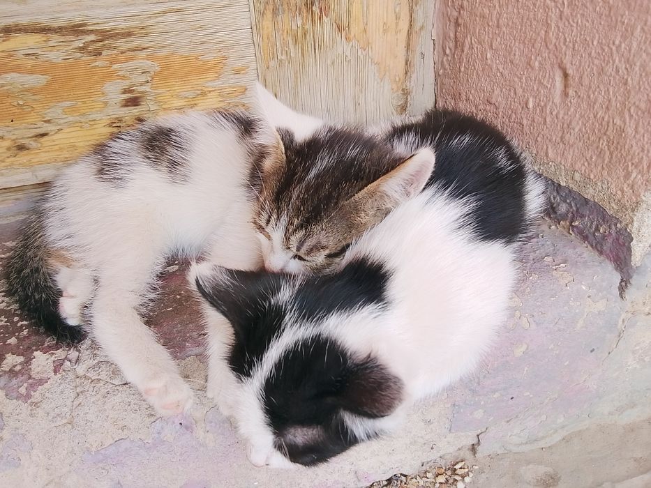 1 oylik Mushuk bolalari
