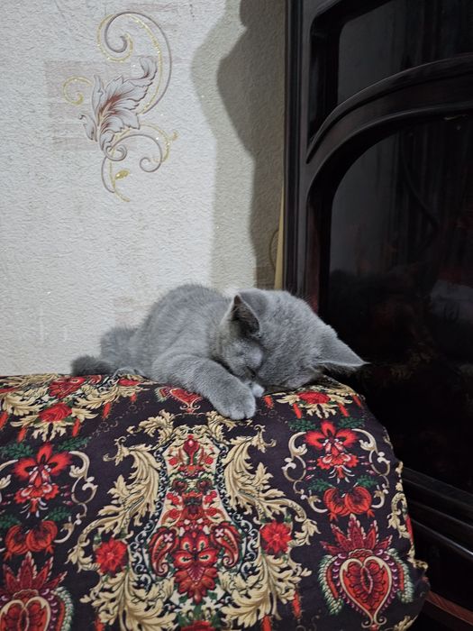 Британский Скотиш страйт , киз, 5 ойли уйинк,арок, акилли мехрибон