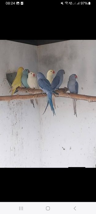 Vând Marele Alexandru și micul Alexandru