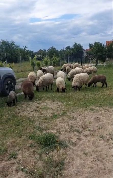 Oi suffolk mai multe detali la tel