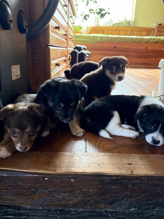 Подарявам дребни кученца