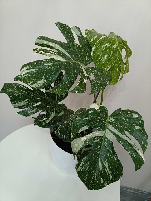 Filodendron premium în degrade