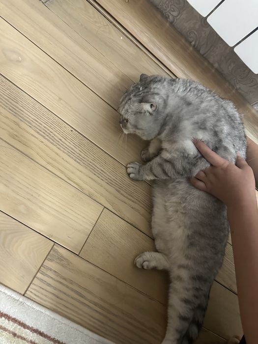 Шотлантская вислоухая