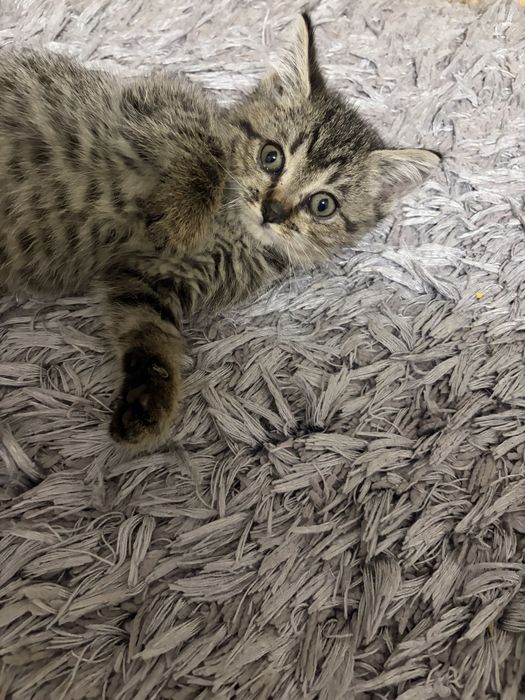 Котенок в добрые руки(мальчик)