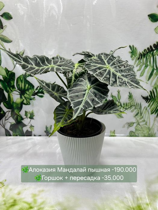 Алоказии разные, Женское счастье, Антуриум(мужское счастье) Пахира