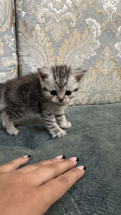 Шатладские котята