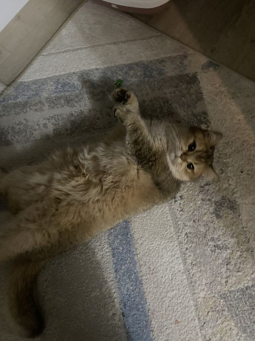 Британская кошка