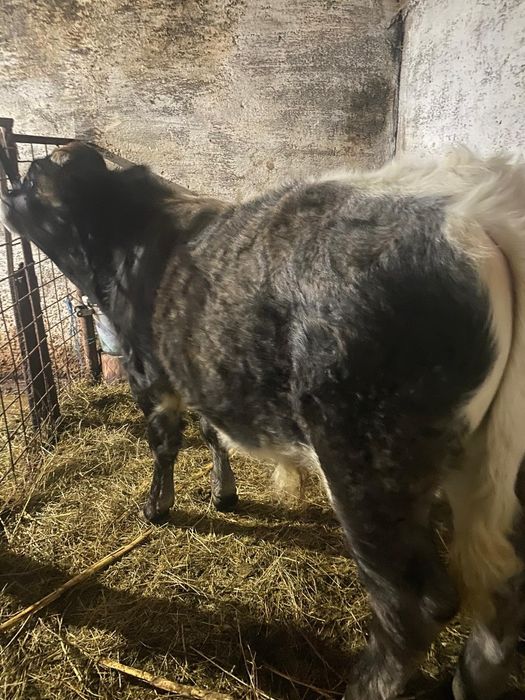 De vânzare vaca bălțată și 2 vitei !