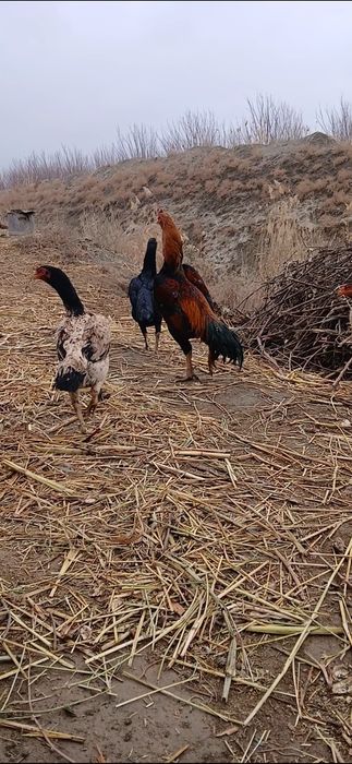 Dakan ishqiboziga tuxumlari sotiladi