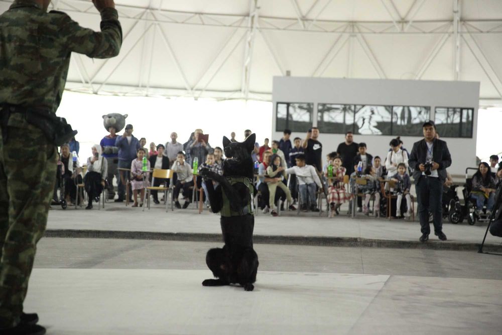 Дрессировка Собак. Не дорого. Кинологический Центр
