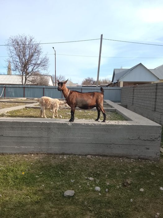 Ешкі сатылады. Француз Альпи парода