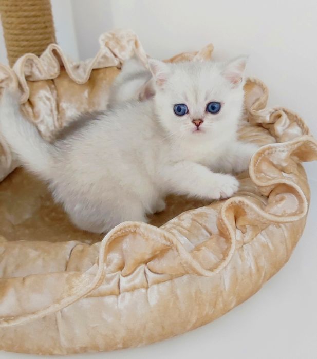 Британские котята