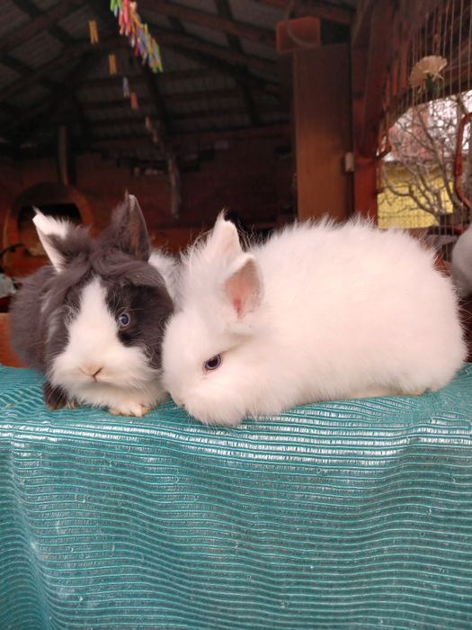 Iepurași pitici Cap de Leu