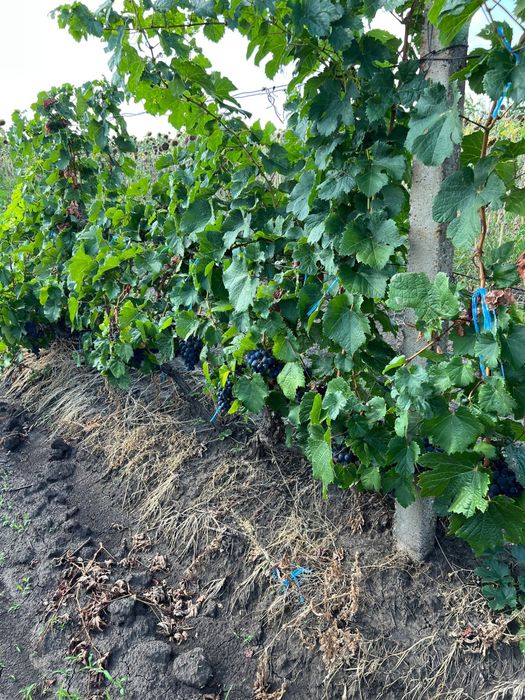 Vand struguri Merlot
