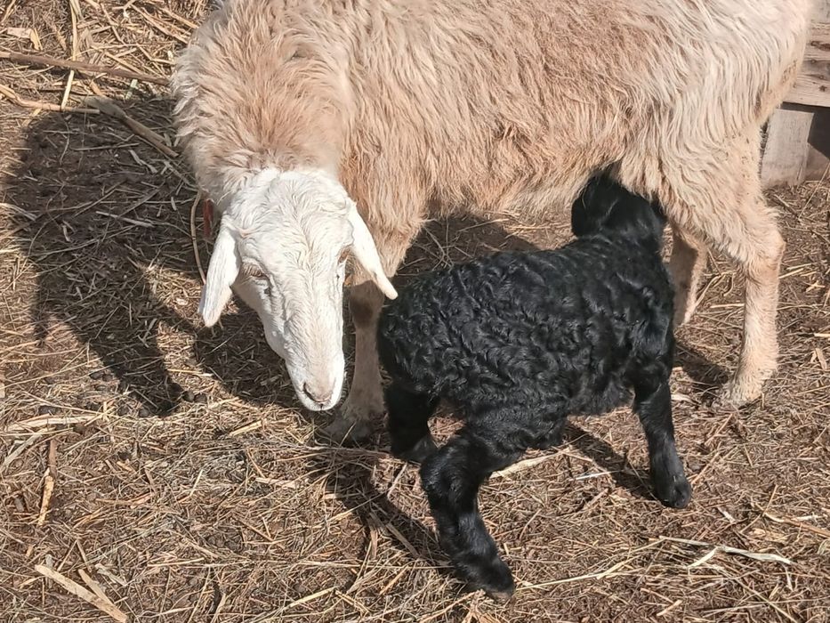 Қой қозысымен сатылады баран