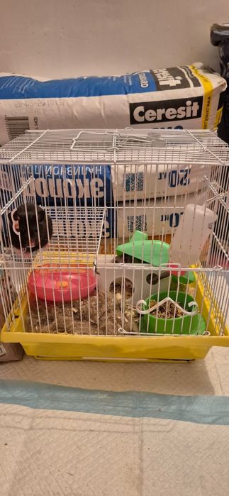Продаю  хомяков с клеткой. За 10.000 тг