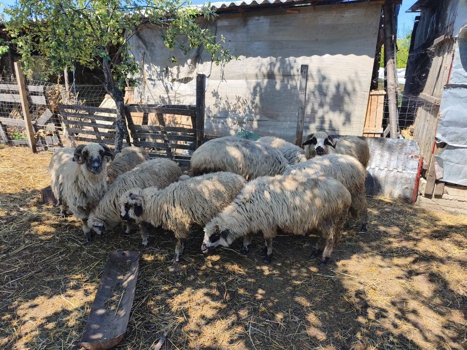 Vând oi tinere vârstă 2 ani