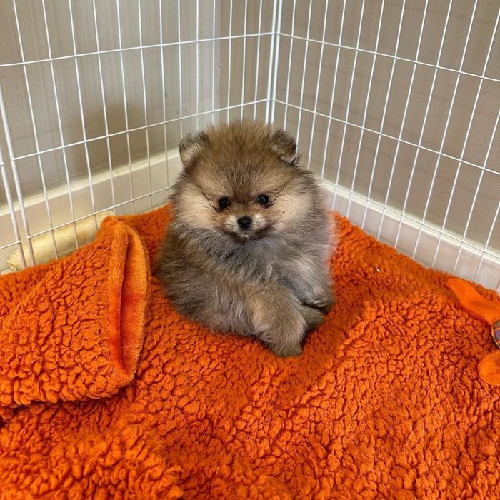 Шикарные щенки померанский шпиц