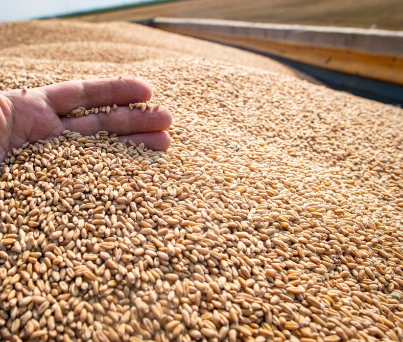 Triticale productie 2026