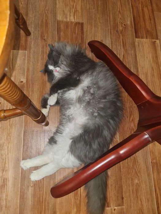 Кастрированный кот в добрые руки