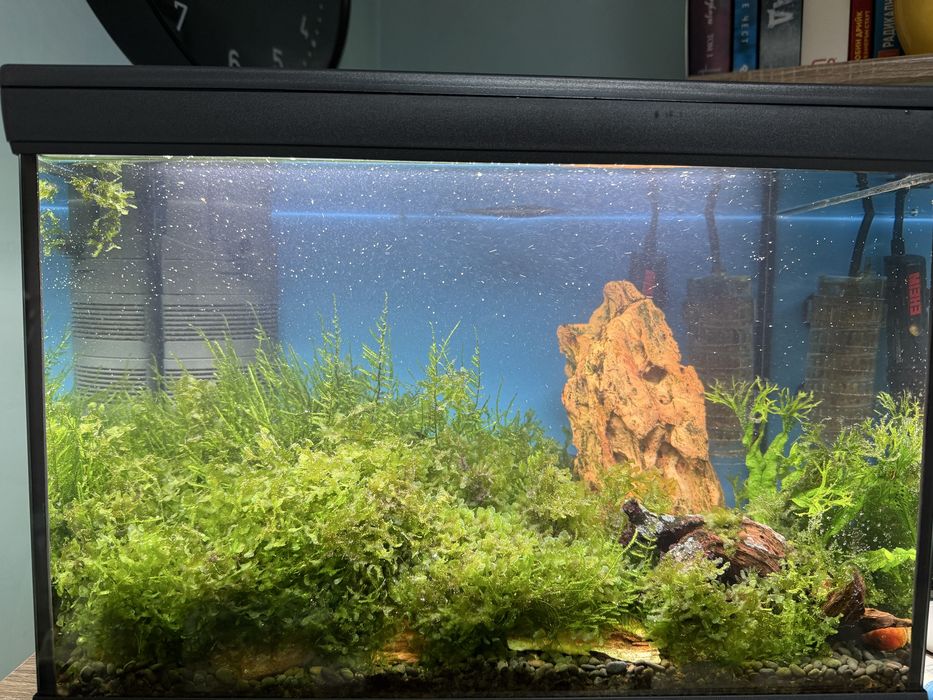 Мъх за аквариум