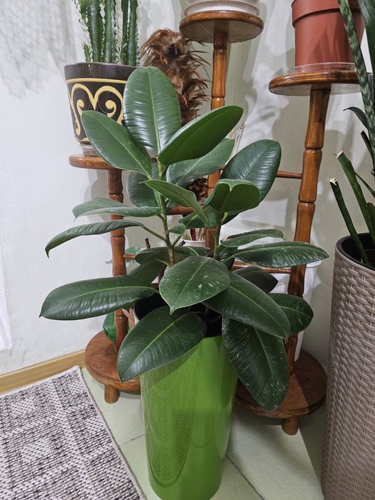 Продам комнатные цветы