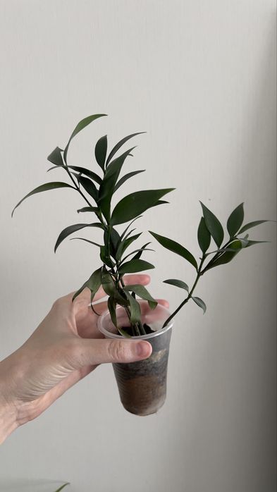 Рускус (иглица)